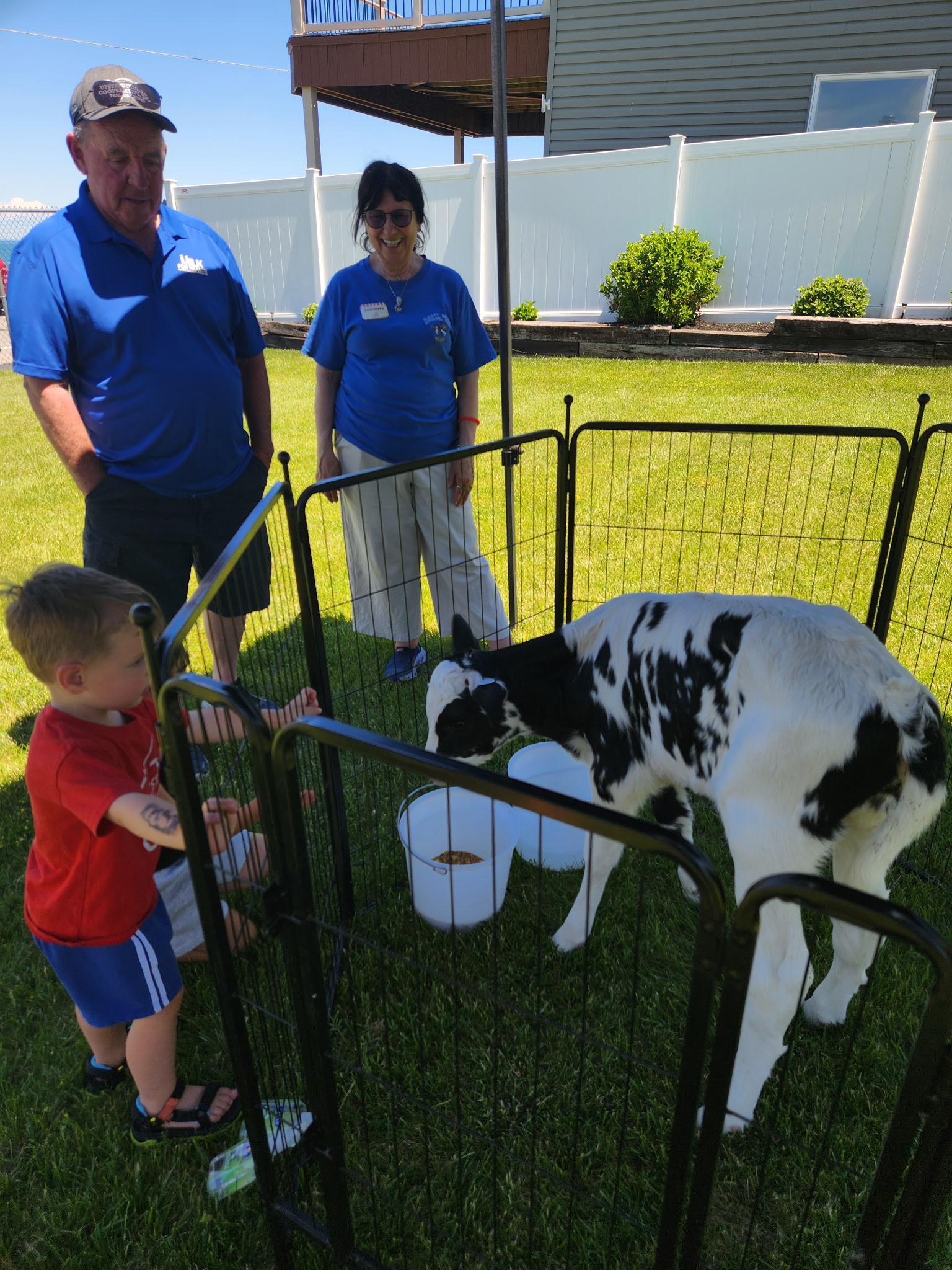 Petting a calf at Dairy Day